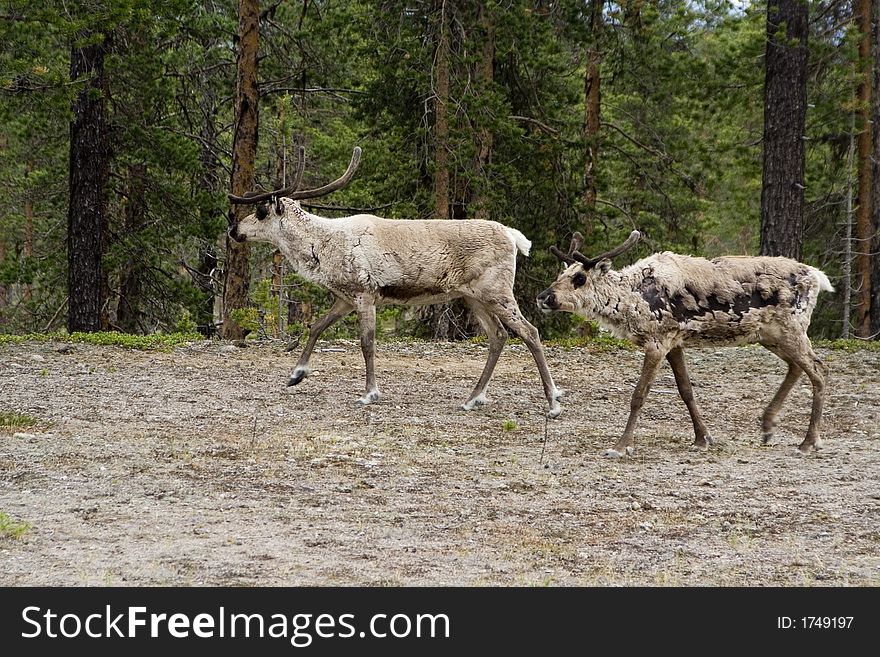 Reindeers in the north-sweden forest