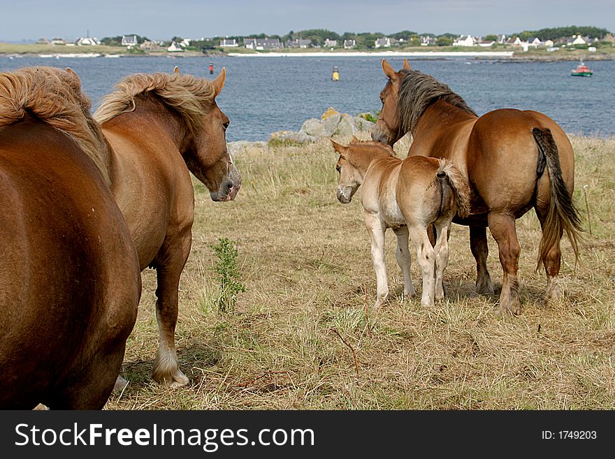 A herd of horses near sea