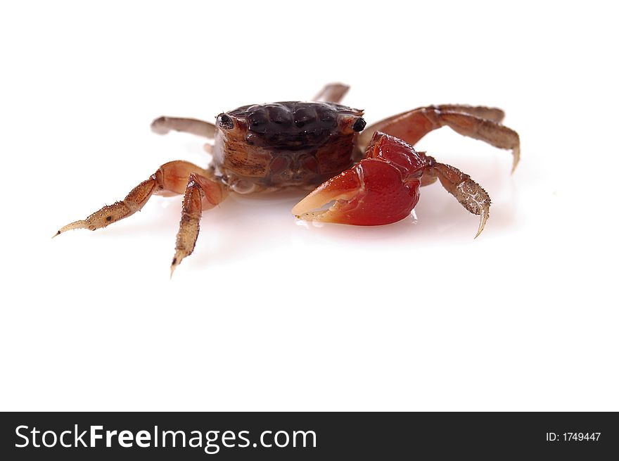 A red thai (or red clawed) crab against a white background. A red thai (or red clawed) crab against a white background.