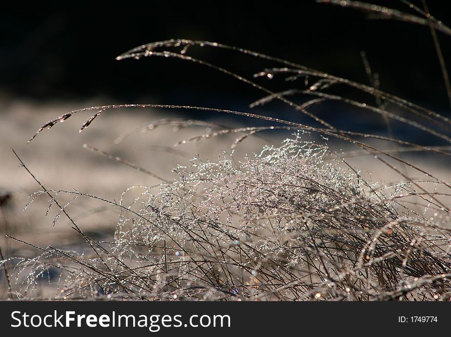 Frozen weed on Giant mountains in the Czech Republic