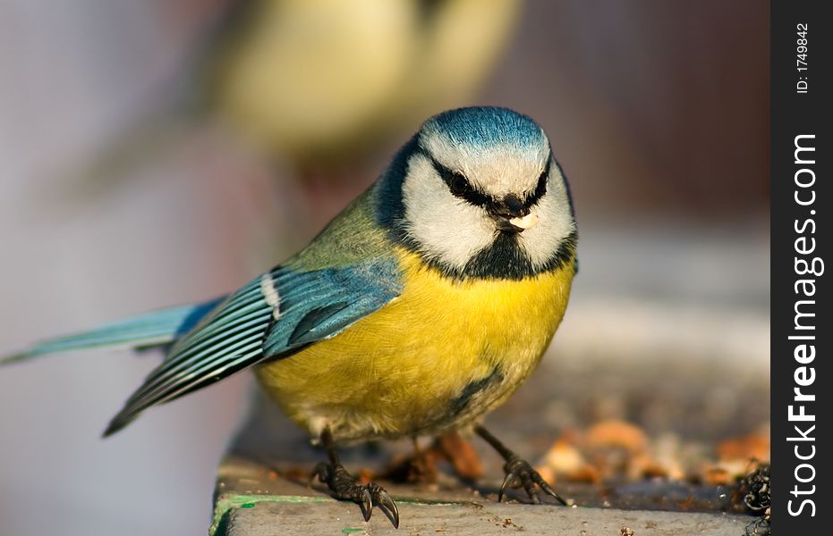 Blue tit with funny full face almost ready to fly. Blue tit with funny full face almost ready to fly