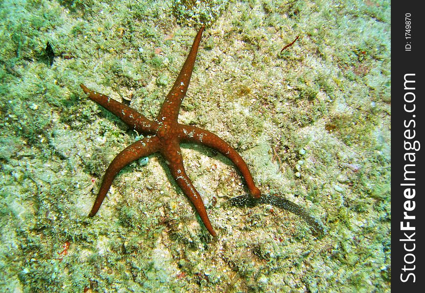 Five legged sea star, related to the brittle stars, sea urchins, sea cucumbers and feather stars. Five legged sea star, related to the brittle stars, sea urchins, sea cucumbers and feather stars