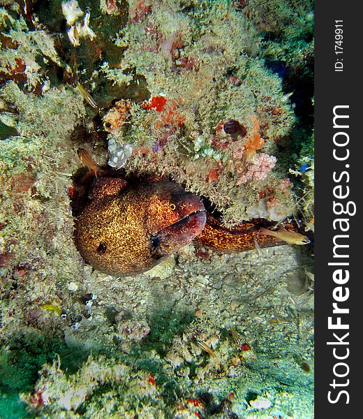 Yellowmargin Moray (Gymnothorax flavimarginatus) taking shelter underneath a boulder