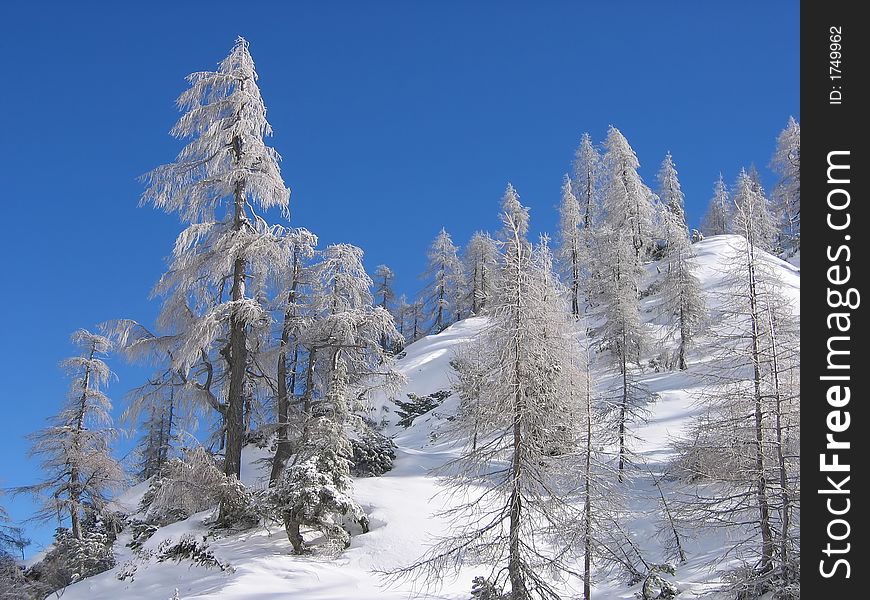 Beautiful winter landscape, full of snow and blue sky. Beautiful winter landscape, full of snow and blue sky.