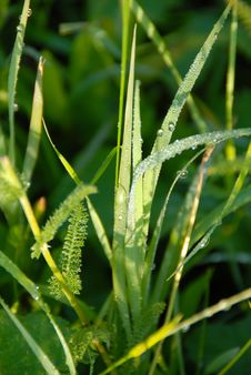 Green Grass Natural Background Royalty Free Stock Photos Green Grass Natural Background Royalty Free Stock Photos