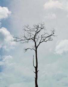 Dead Pine Tree Royalty Free Stock Photos Dead Pine Tree Royalty Free Stock Photos