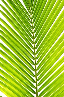 Palm Leaf In Detail Royalty Free Stock Photos
