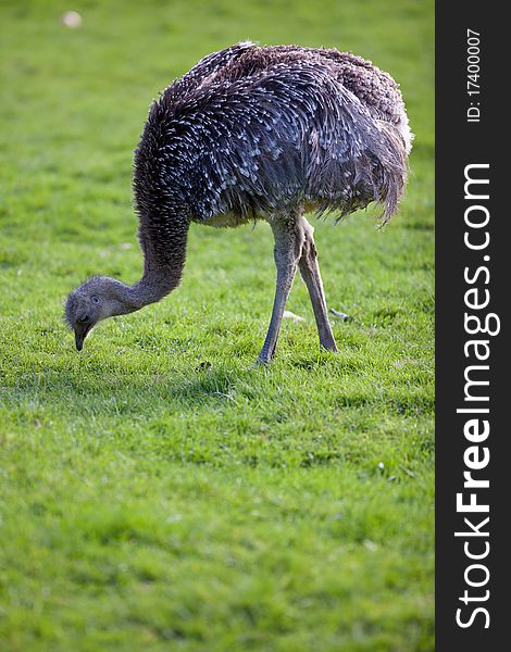 Ostrich posing on green grass