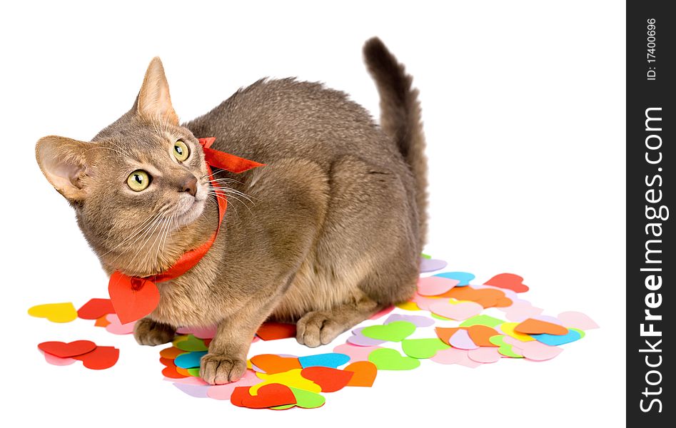 Cat sitting on multicolored paper hearts, isolated on white
