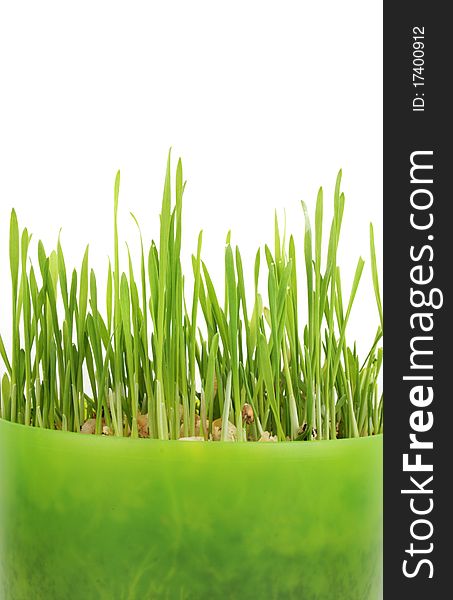 Green grass in green pot on white background - flowers and plants