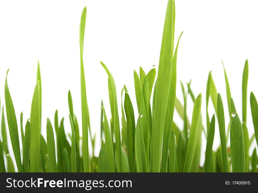 Fresh spring green grass isolated on white background