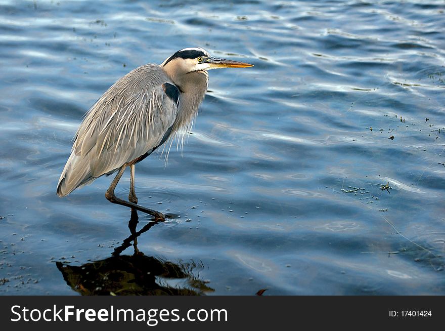 This beautiful Heron was scouting the lake for some breakfast, all the while watching the alligator was working his way slowly towards him.