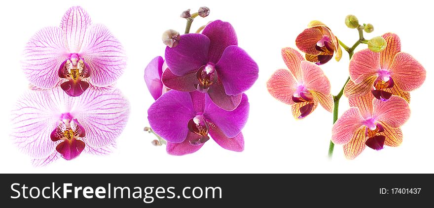 Orchid Phalaenopsis isolated on white