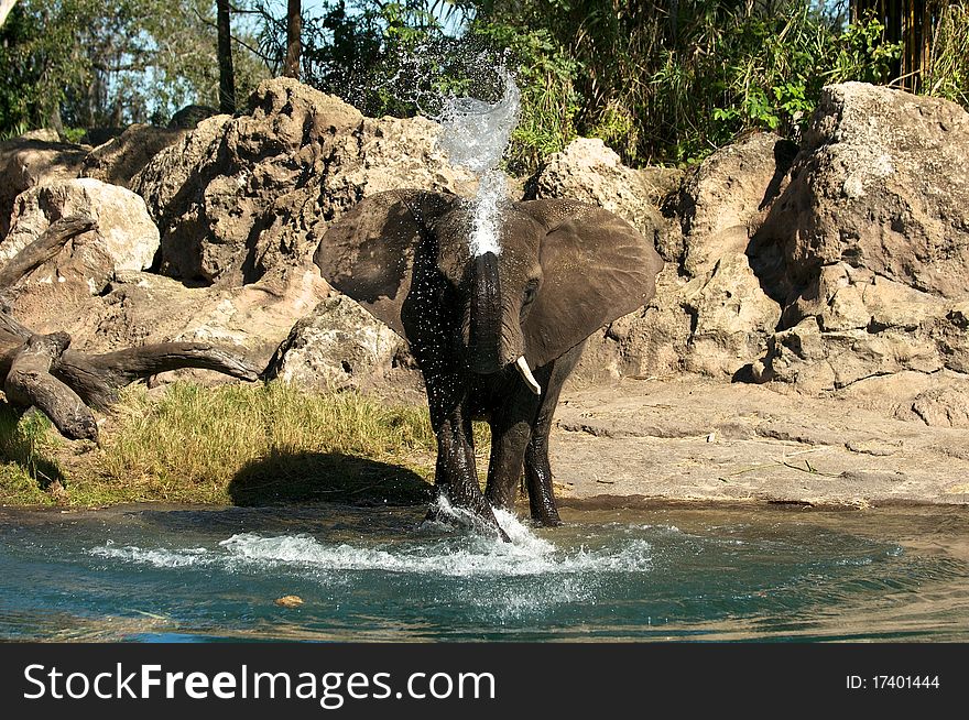 This elephant was taking some time to bath in the morning sunlight. This elephant was taking some time to bath in the morning sunlight.