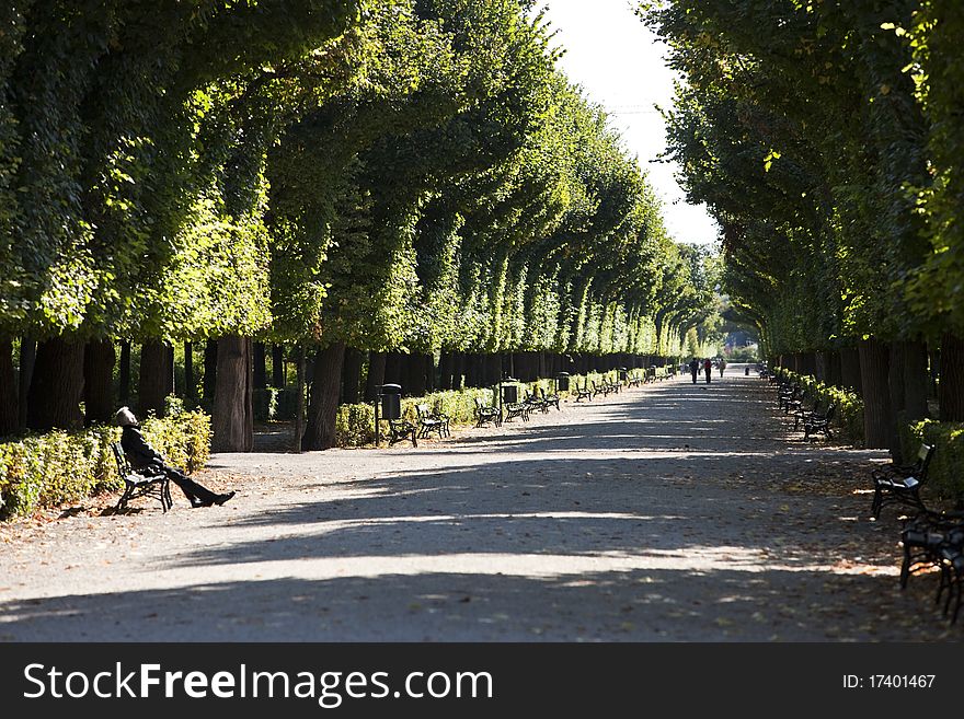 Sunny alley of trees in the imperial garden of Schoenbrunn - Vienna / Austria