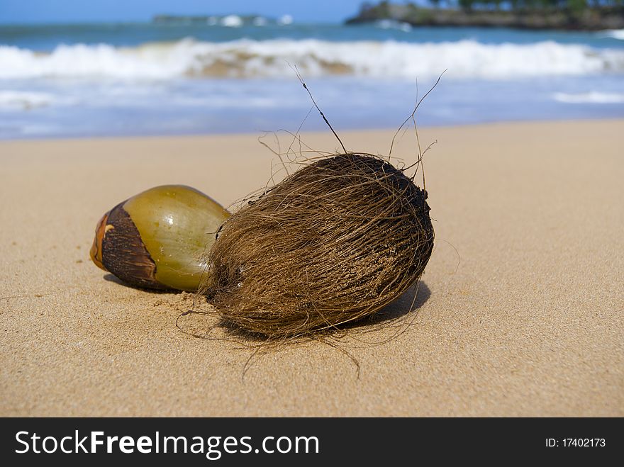 Coconuts on the wild oceans beach. Coconuts on the wild oceans beach