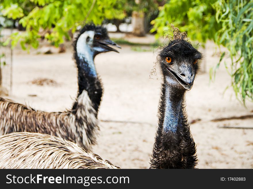 Emu bird in a zoo in suburb of Haifa, Israel