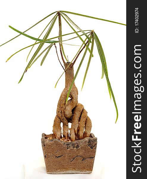 Decorative home plant in pot from clay with entanglement of the branches. Decorative home plant in pot from clay with entanglement of the branches