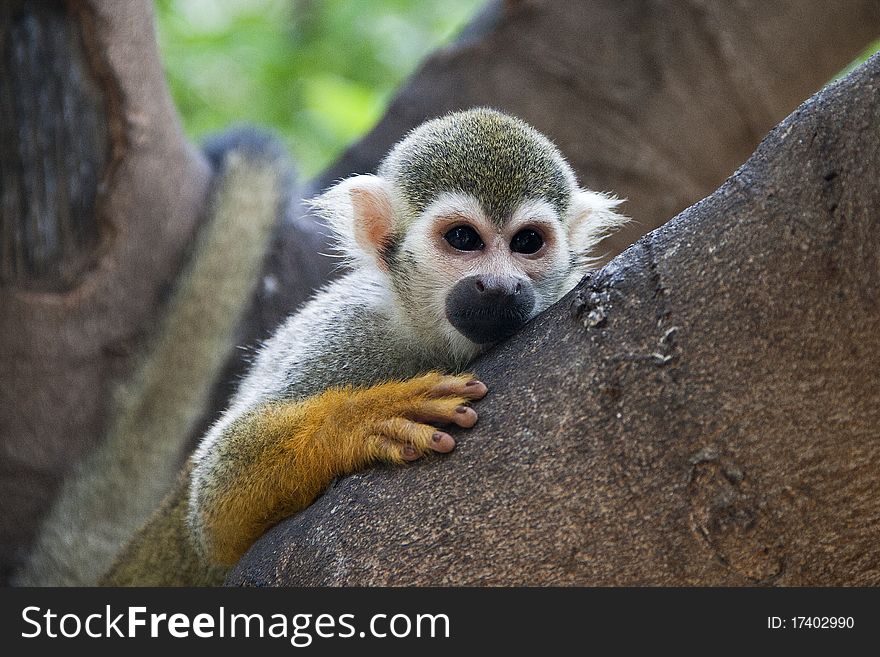 The squirrel monkeys are the New World monkeys of the genus Saimiri