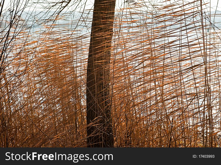Reeds swayed by the wind