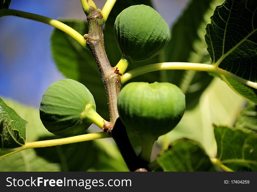Closeup of figs in the tree
