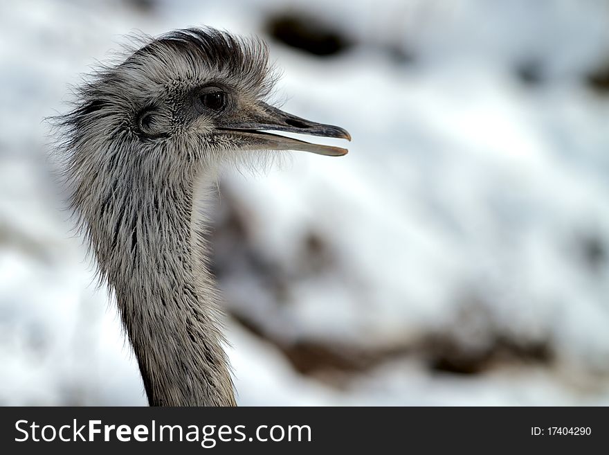 An emu looks around in the snow. An emu looks around in the snow.