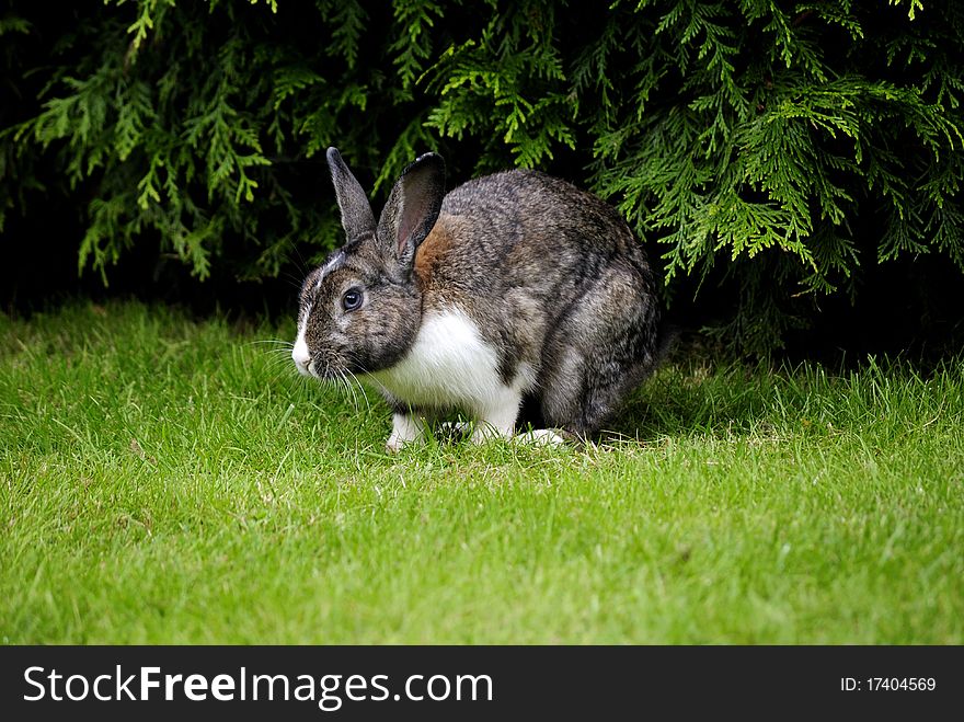 Cute rabbit in the park