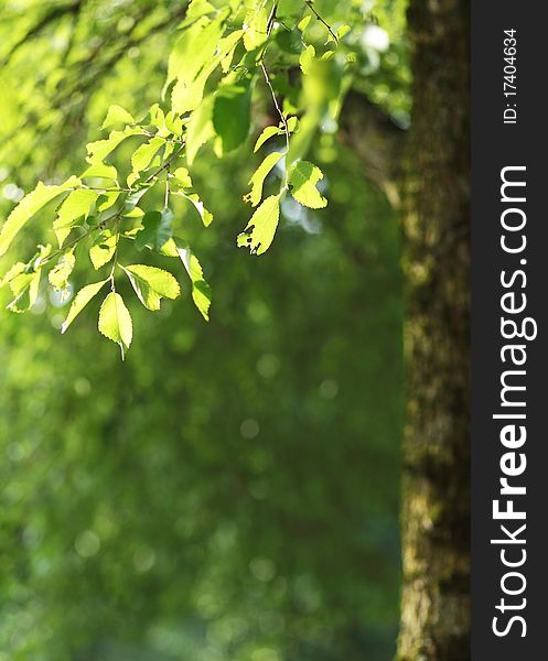 Beatiful green natural background - beech tree branch lit by the sunshine (lovely fresh and refreshing tones)