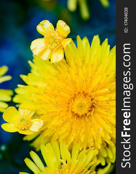 Beautiful yellow dandelion on a meadow