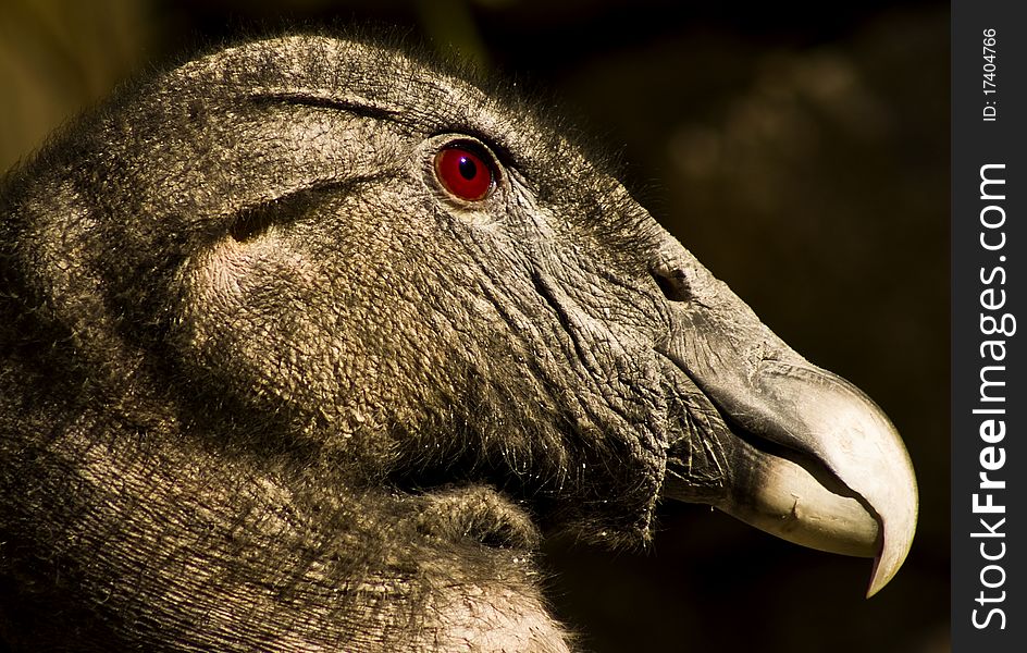 Latin america real condor Venezuela