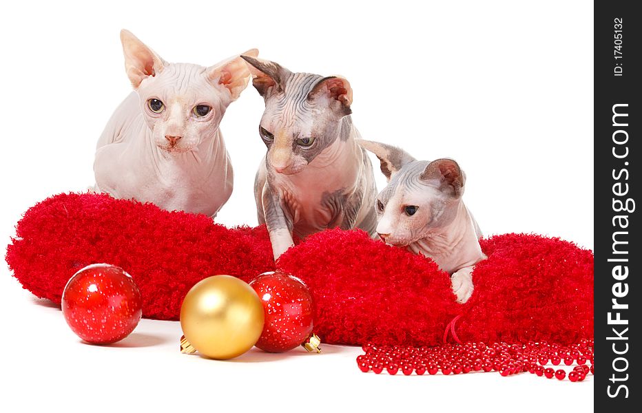 Three sphinx cats looking at Christmas balls. Three sphinx cats looking at Christmas balls