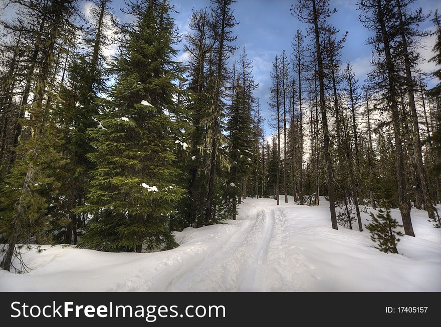 Winter Trail Through The Woods