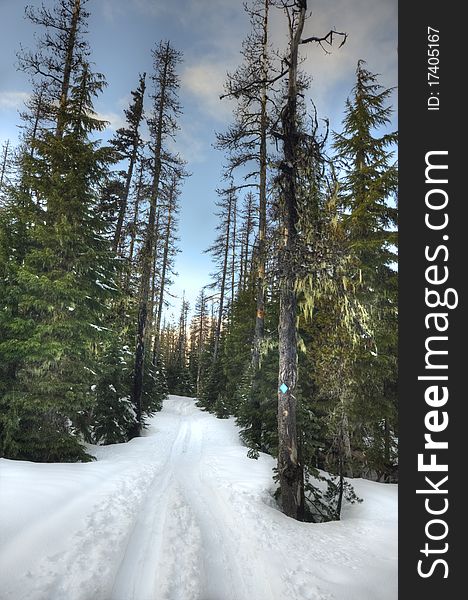 Cross country ski trail through a snowy forest. Cross country ski trail through a snowy forest