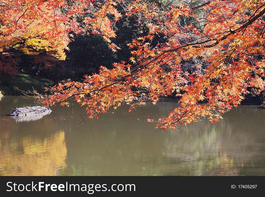 Autumn leaf and lake in sunny day. Autumn leaf and lake in sunny day.