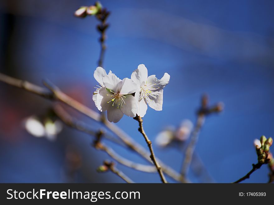 Cherry blossoms in winter