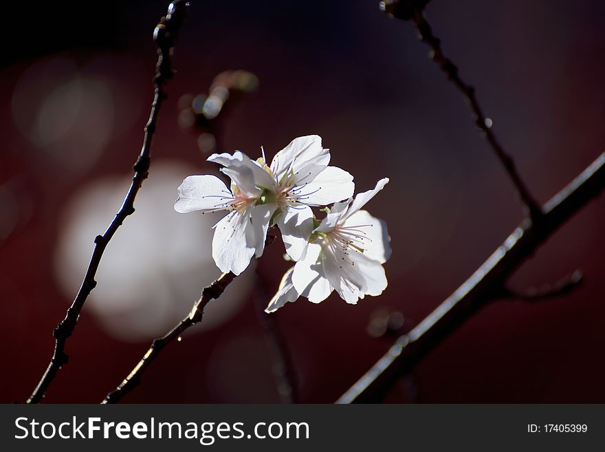 Cherry Blossoms In Winter