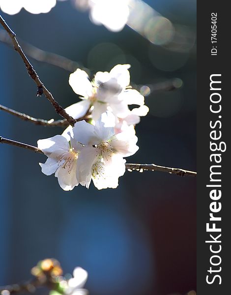 Cherry blossoms in winter in sunny day.