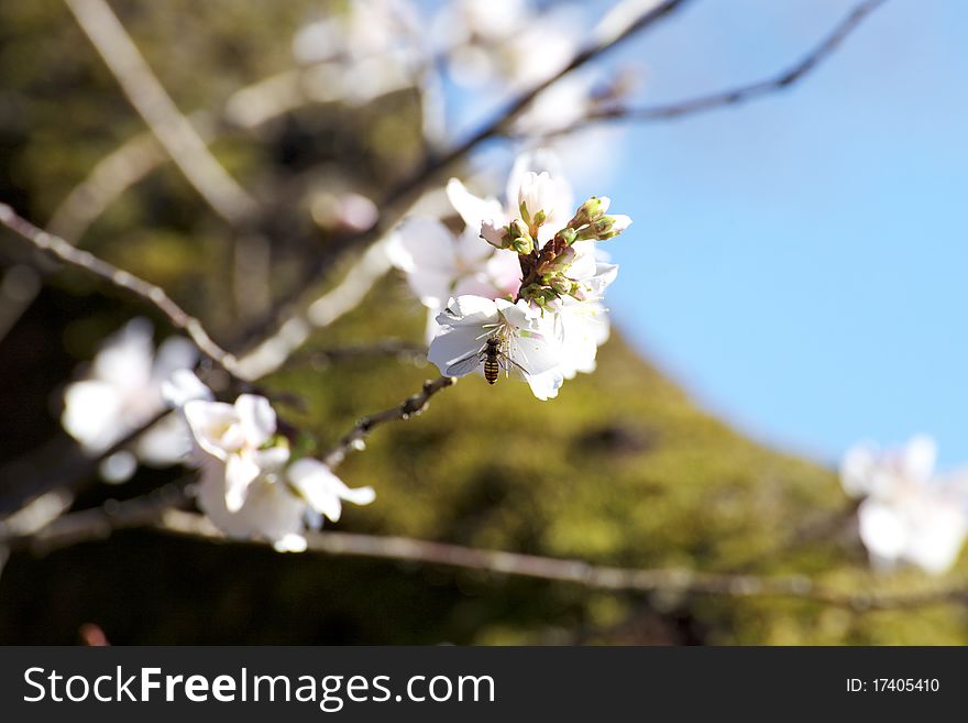 Cherry blossoms in winter