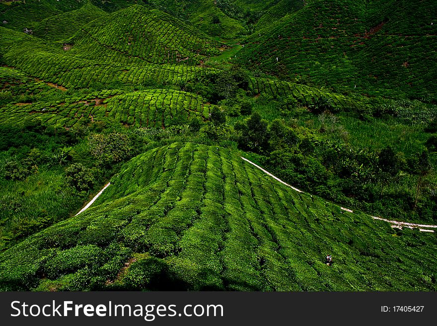 Tea plantation hills in Malaysia. Tea plantation hills in Malaysia