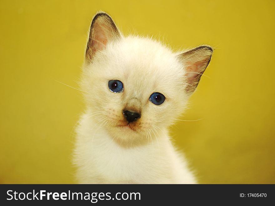 A close up shot of a 2 week old kitten. A close up shot of a 2 week old kitten