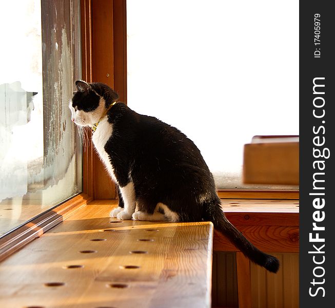 Black and white cat looking outside