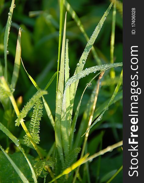 Green grass with water drops natural background. Green grass with water drops natural background