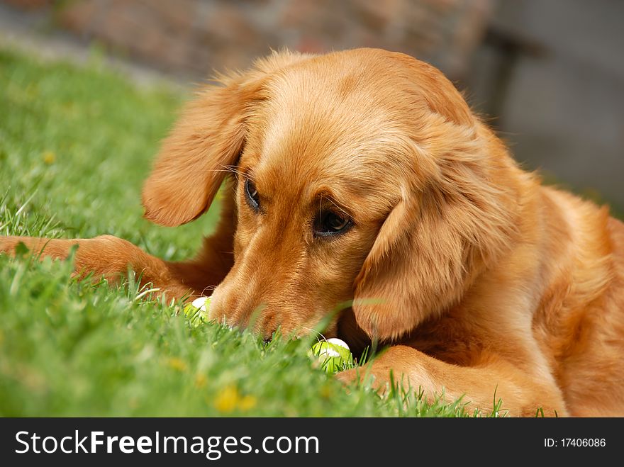 Golden retriever young dog portrait outdoor on grass. Golden retriever young dog portrait outdoor on grass
