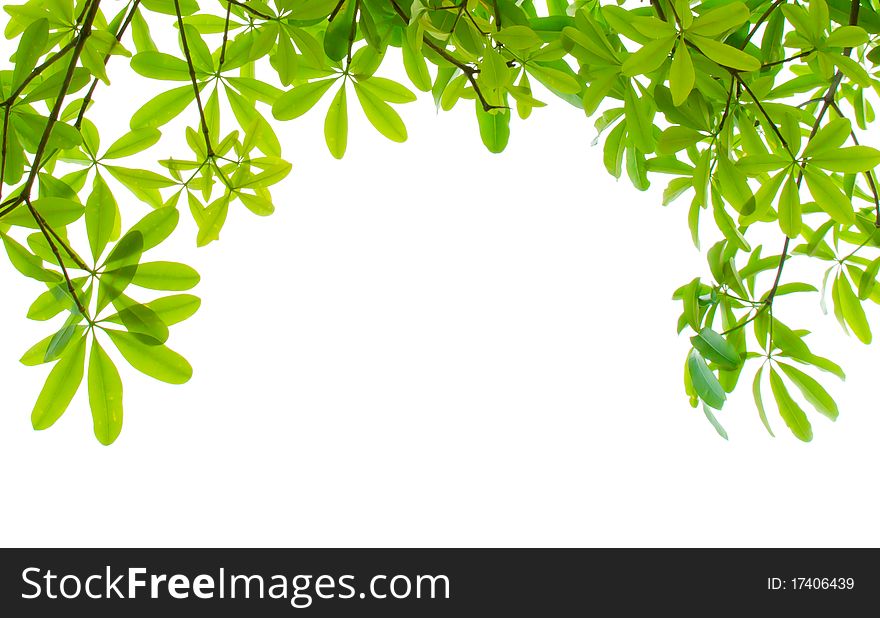 Green fresh leaves isolated on white