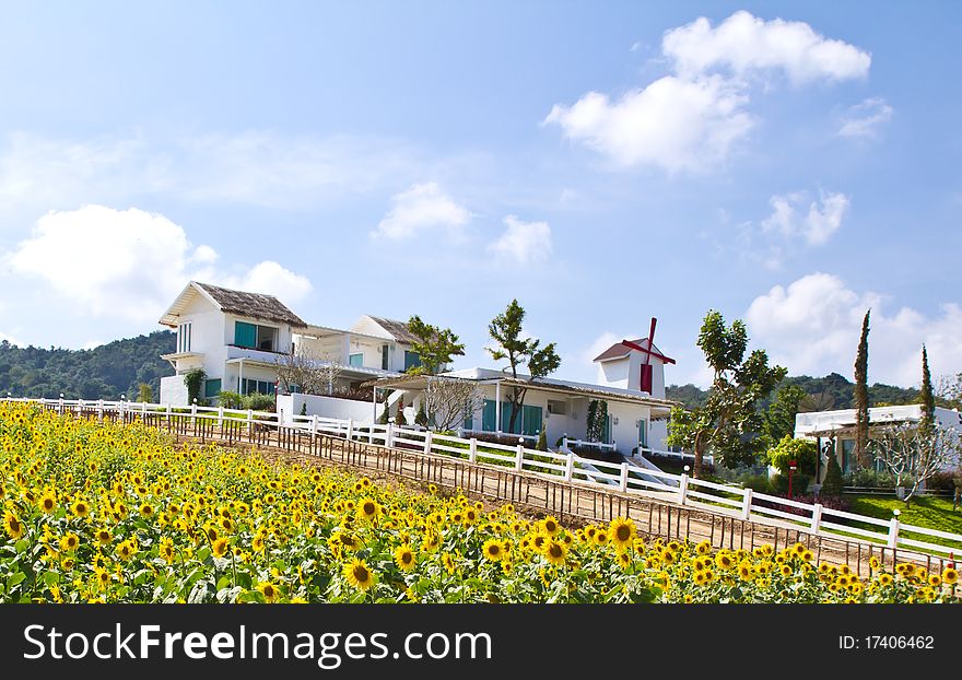 Sunflower white cottage in farm and beautiful. Sunflower white cottage in farm and beautiful