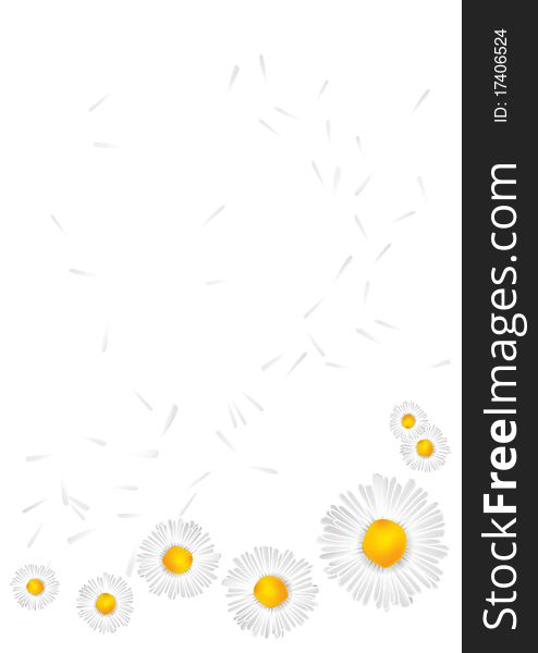 Vector background with daisies on a white background