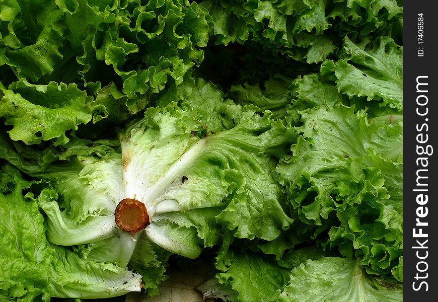 Fresh market green lettuce at an outdoor market in Paris France. Fresh market green lettuce at an outdoor market in Paris France