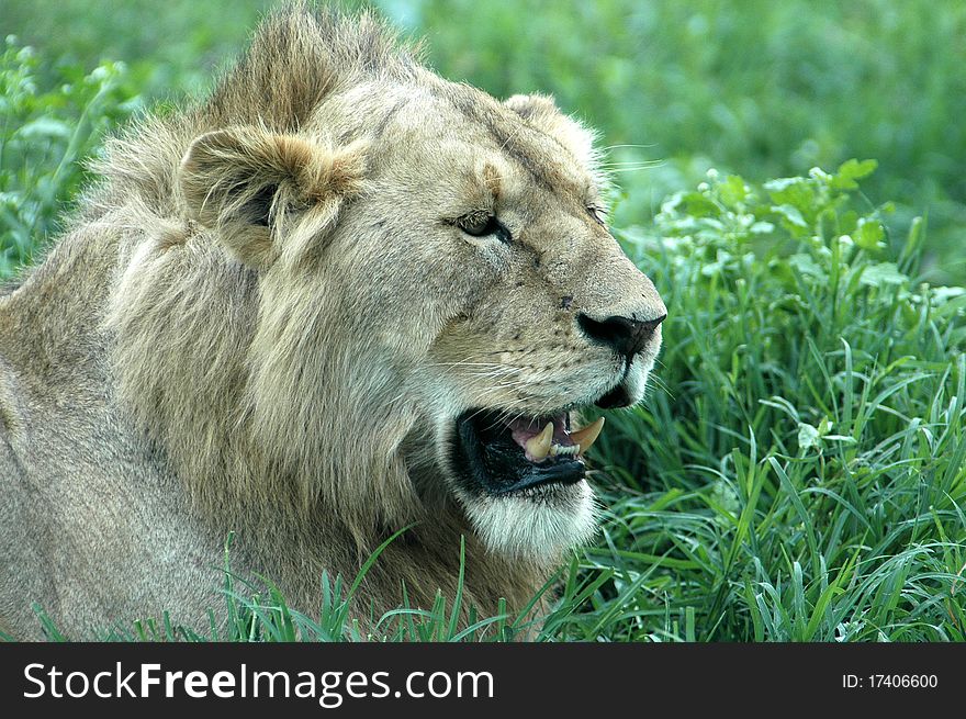 Young male lion growling while resting in Tanzanian grass