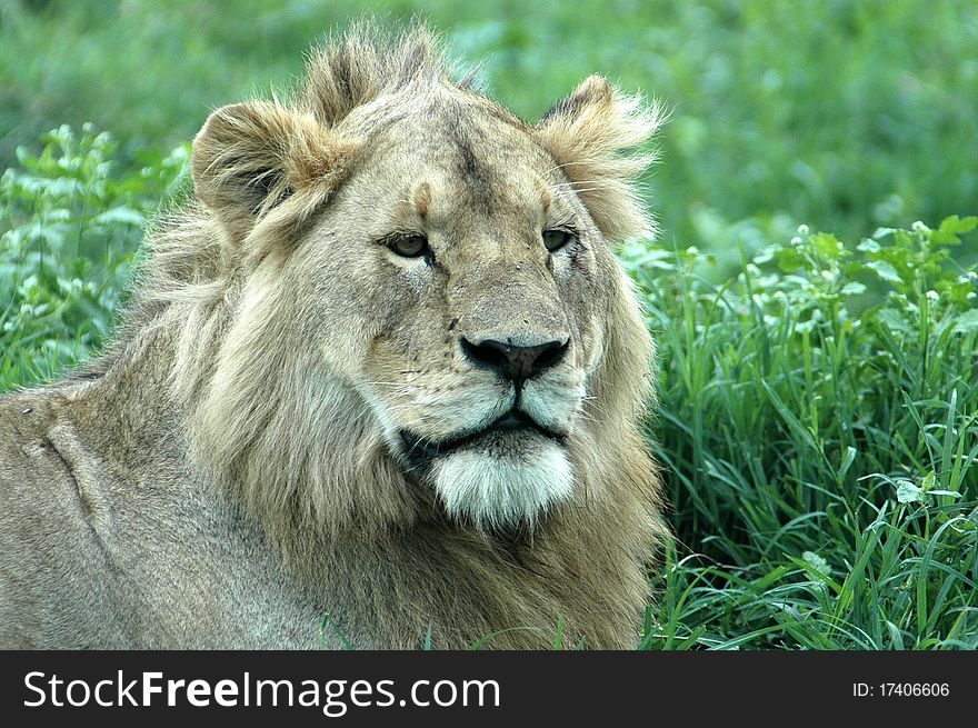 Young male lion resting in Tanzanian grass