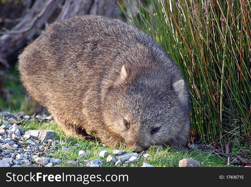 A common wombat in Tasmania